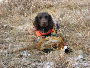 download this Autumn And Beryll Pheasant Hunting picture