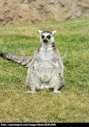Madagascar's ring-tailed lemur sitting in funny pose on the grass ...