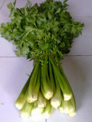 Fresh_Celery_Cabbage.jpg