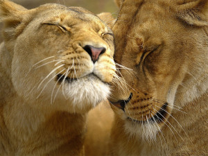 lion love by roberto m betta lion love lion love lion love lion love ...