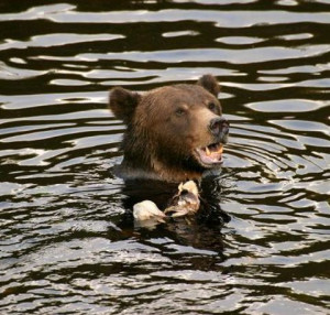 Located 50 air miles north of Campbell River, Knight Inlet Lodge in in ...