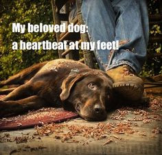 Your beloved dog: a heartbeat at your feet! | Chocolate Lab More