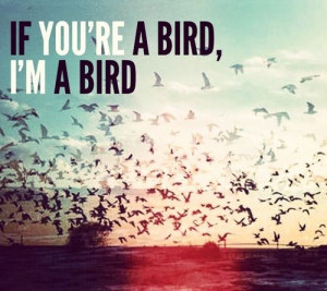 If you're a bird...