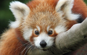 The red panda, firefox, small panda, muzzle, eyes wallpapers (photos ...
