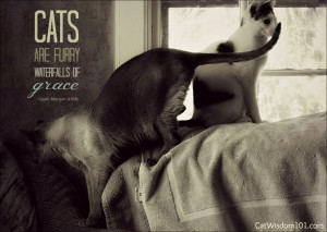If you are blessed to have two or more cats, the possibilities for ...