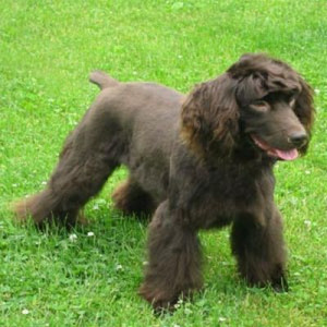 Boykin Spaniel