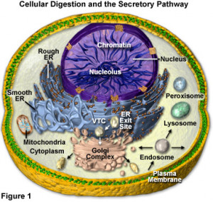 quotes on endoplasmic reticulum in an animal cell