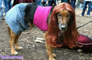 If Dogs Got Dressed Up To Go To Wal Mart, They’d Probably Look Like ...