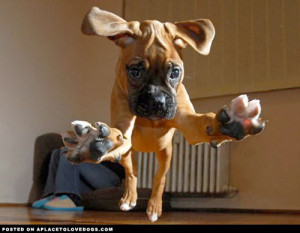 boxer-puppy-playing