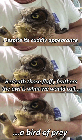 funny gif owl bird of prey wanna joke.com
