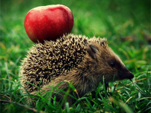 Cute Animal Apple Beautiful Little Picture Red HD Wallpaper