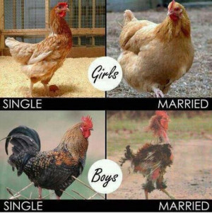 admin Pictures 9 chickens , marriages , single life