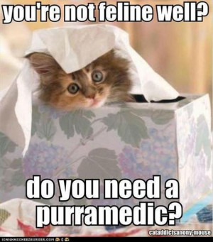 lol-cats-funny-sick-pictures