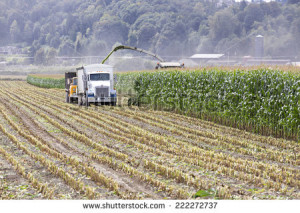 Harvesting corn for cattle feed - stock photo