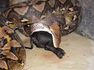 snakes in the world biggest snake of the world what s the biggest ...