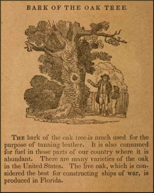 Quotes About Oak Trees