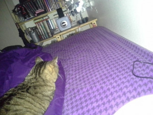 Such a bed hog. cute cats