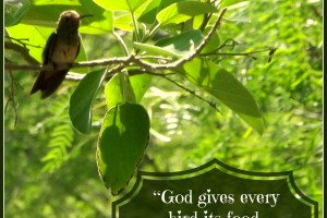 Almost Wordless Wednesday: God gives every bird