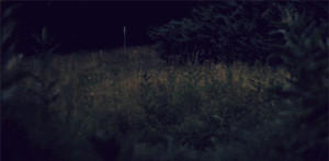 gif meadow woodstock fireflies sam cannon photography lightning bugs