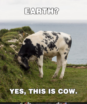Funny Cow Pictures With Captions Cow funny gif .