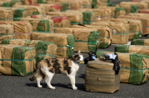 cat smelling packages of marijuana seized in Cali, Colombia. A cat ...