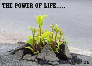 YES… This is the Power of LIFE!!!!!.. Survive and Thrive in adverse ...