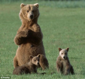 Mother Bear Protecting Her Cubs