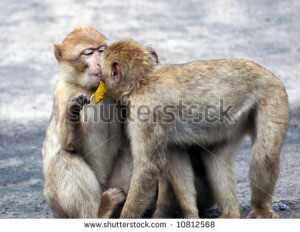 Monkey Baby Kiss