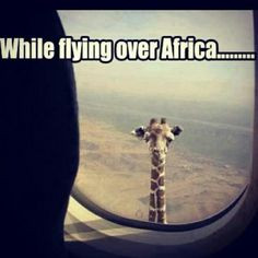 Flight attendant humor, all things airplane:)