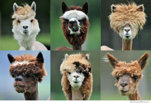 llama-haircuts
