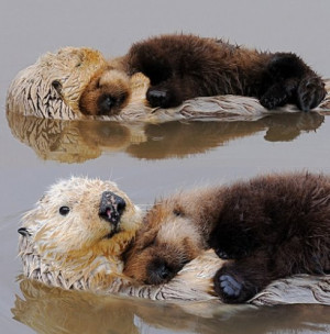 Otter-ly in Love with These Two Otters