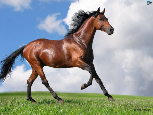 Wallpapers / Animals / Horses