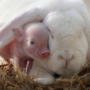 Give someone a hug today. Rabbit, Piglets, Little Pigs, Friends, Minis ...