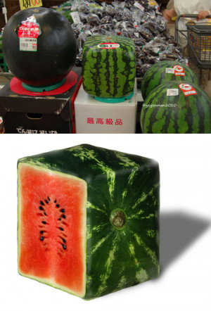 Funny photos funny square watermelon Japan