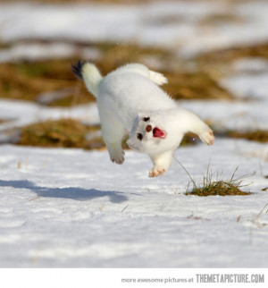 Funny photos funny happy stoat jumping weasel