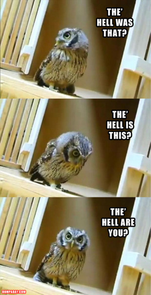 funny owl pictures 2
