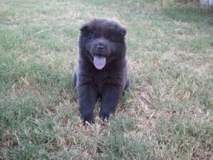 blue chow chow puppies for sale