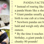 panda-facts-by-healthythoughts.in-knowledge-quotes-baby-panda ...