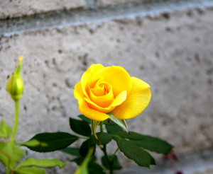 Yellow Roses Him Her With