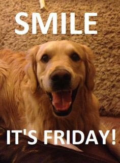 Smile It's Friday Golden Retriever Funny More