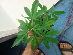 view original image )