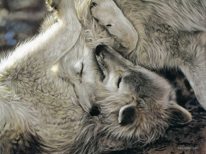 ... Heart - A Tender Moment, The Wolf - Lesley Harrison Animal Paintings 5