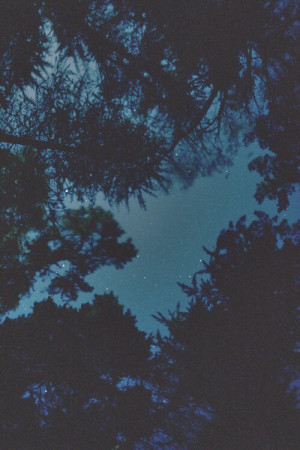 background, dark grunge, grunge, trees, tumblr