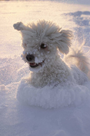 Pictures of Animals Playing with Snow (29)