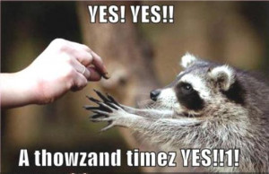 ://www.funnyjunksite.com/pictures/funny-animal-pictures/funny-raccoon ...