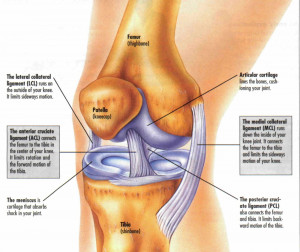 Each knee contains 2 menisci; a lateral (outside) and a medial (inside ...