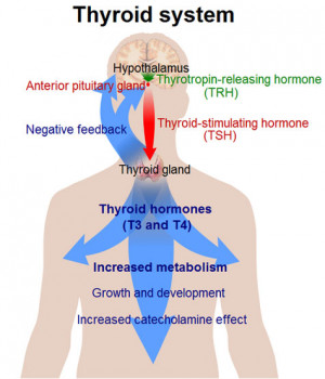 there is a deficiency of thyroid hormone in the body. Hyperthyroidism ...