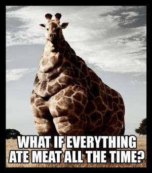 Funny Giraffe Memes