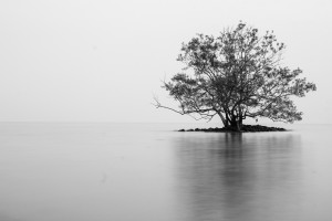 Lone-tree-on-an-island.jpg