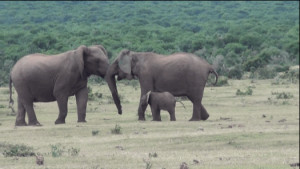 Mom & Dad Elephants Hug & Baby Elephant Frolics The Fields